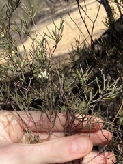 Phebalium filifolium