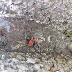 Pyrrhocoris apterus