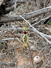 Caladenia verrucosa