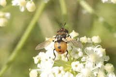 Gymnosoma