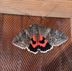 Catocala nupta