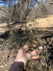 Phebalium filifolium