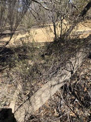 Phebalium filifolium