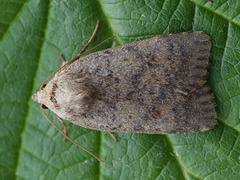 Caradrina wullschlegeli