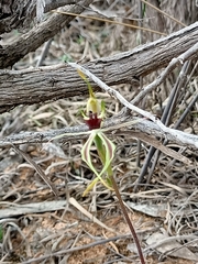 Caladenia verrucosa