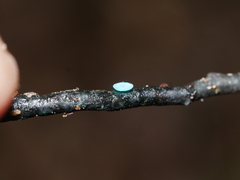 Chlorociboria