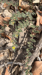Tribulus terrestris