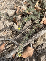 Tribulus terrestris