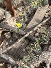 Tribulus terrestris