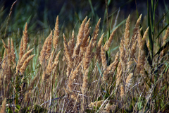 Calamagrostis