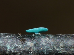 Chlorociboria