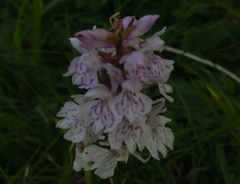 Dactylorhiza