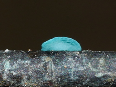 Chlorociboria