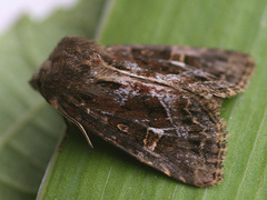 Celaena haworthii