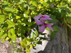 Catharanthus roseus