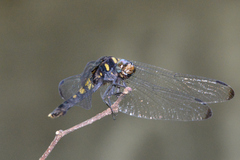 Orthetrum melania melania