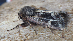 Celaena haworthii
