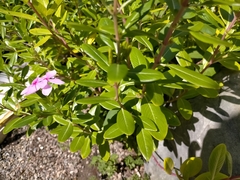 Catharanthus roseus