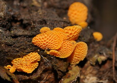 Favolaschia claudopus