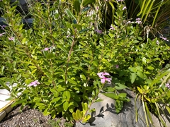 Catharanthus roseus
