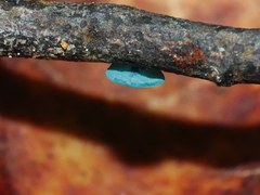 Chlorociboria