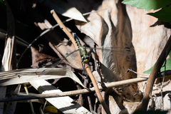 Orthetrum albistylum speciosum