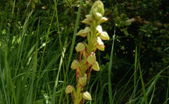 Orchis anthropophora