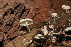 Marasmiellus candidus