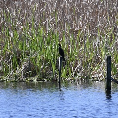 Phalacrocorax sulcirostris