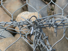 Orthetrum albistylum