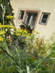 Isodontia