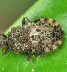Aradidae