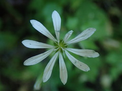 Stellaria nemorum