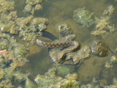 Natrix tessellata