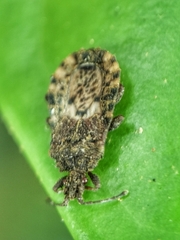 Aradidae