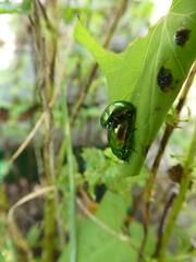 Chrysolina graminis