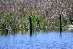 Phalacrocorax sulcirostris