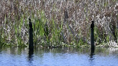Phalacrocorax sulcirostris