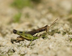 Pseudoxya diminuta