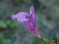 Lamiaceae