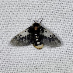 Nataxa flavescens