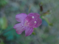 Lamiaceae