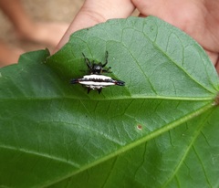 Gasteracantha geminata