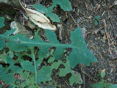 Cichorieae
