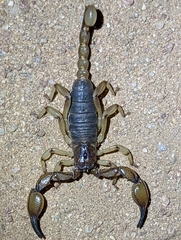 Anuroctonus pococki