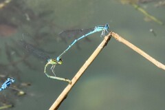 Erythromma lindenii