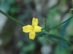 Cichorieae