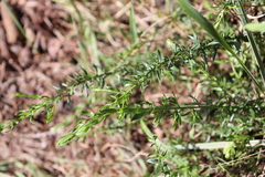 Genista germanica