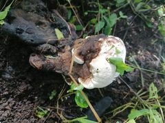 Hypomyces chrysospermus
