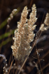 Calamagrostis